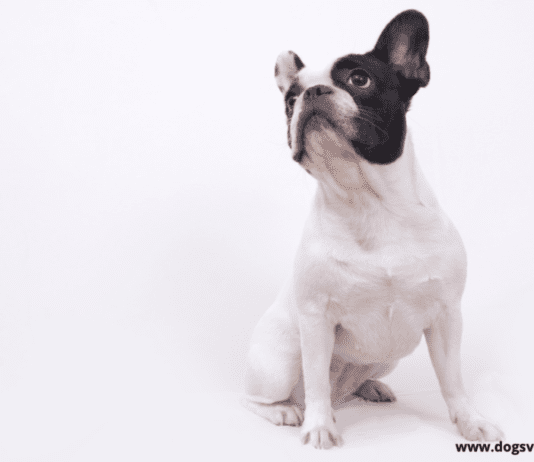 The Price of a French Bulldog – Everything you need to know The Price of a French Bulldog - Everything you need to know