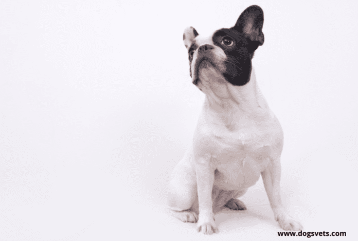Prisen på en fransk bulldog - alt du trenger å vite