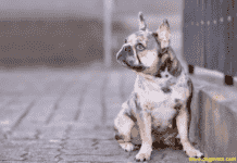 Merle French Bulldog – Health problem, Price and Care The Merle French Bulldog - Everything you need to know
