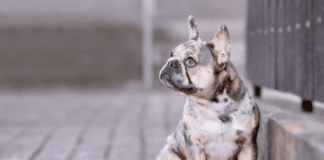 Merle French Bulldog – Health problem, Price and Care The Merle French Bulldog - Everything you need to know
