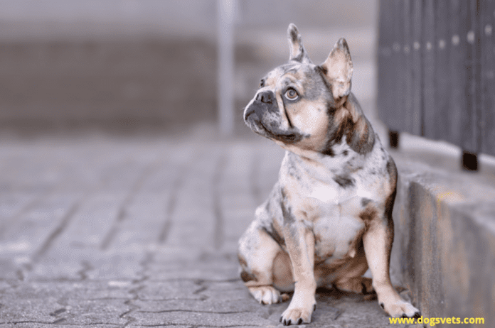 El Bulldog Francés Merle - Todo lo que necesitas saber