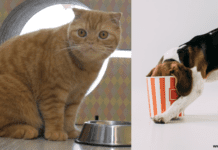 Is Popcorn Safe For Cats And Dogs? Is Popcorn Safe For Cats And Dogs?