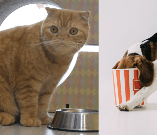Is Popcorn Safe For Cats And Dogs? Is Popcorn Safe For Cats And Dogs?