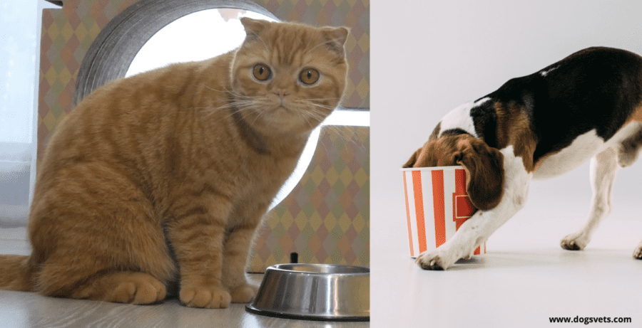 Is Popcorn Safe For Cats And Dogs? 