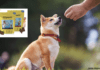 How to Train Your Dog with Chippin Dog Treats How to Train Your Dog with Chippin Dog Treats