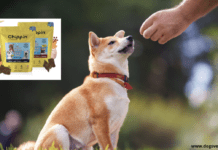 How to Train Your Dog with Chippin Dog Treats How to Train Your Dog with Chippin Dog Treats