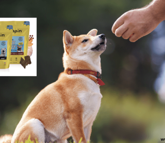 How to Train Your Dog with Chippin Dog Treats How to Train Your Dog with Chippin Dog Treats