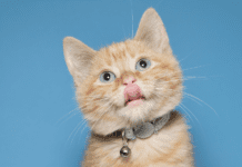 7 Best Cat Collars for Cats Who Hate Collars In 2022 7 Best Cat Collars for Cats Who Hate Collars In 2022