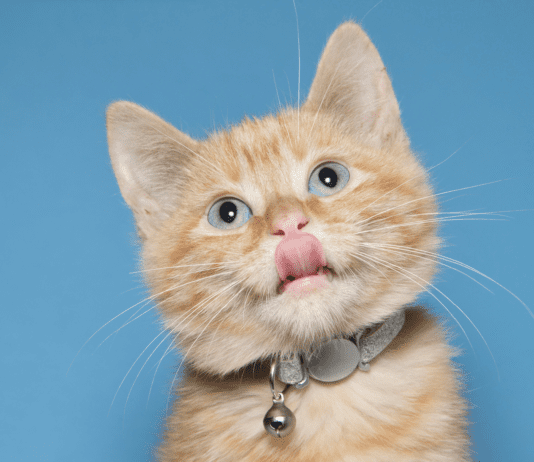 7 Best Cat Collars for Cats Who Hate Collars In 2022 7 Best Cat Collars for Cats Who Hate Collars In 2022