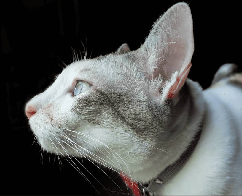 Stretchable Cat Collar