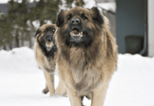 9 Thing About Leonberger Dog Breed Information and Characteristics 9 Thing About Leonberger Dog Breed Information and Characteristics