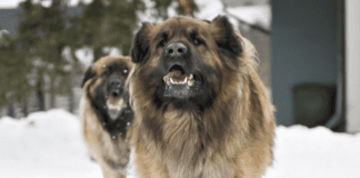 9 Thing About Leonberger Dog Breed Information and Characteristics 9 Thing About Leonberger Dog Breed Information and Characteristics