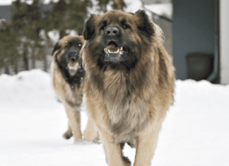 9 Thing About Leonberger Dog Breed Information and Characteristics 9 Thing About Leonberger Dog Breed Information and Characteristics