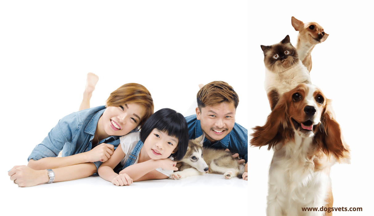 How to Manage A Large Pet Family In A Small Home