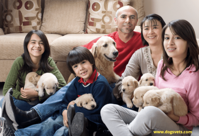 在小家中管理大型宠物家庭的 5 个技巧