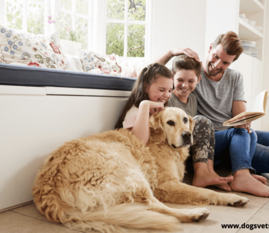 How to Care for Your Dog While Getting Ready to Move House How to Care for Your Dog While Getting Ready to Move House