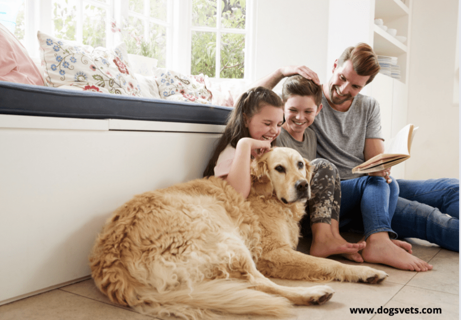How to Care for Your Dog While Getting Ready to Move House