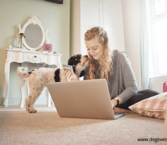 Criteria for evaluating the best cheap pet insurance company Criteria for evaluating the best cheap pet insurance company