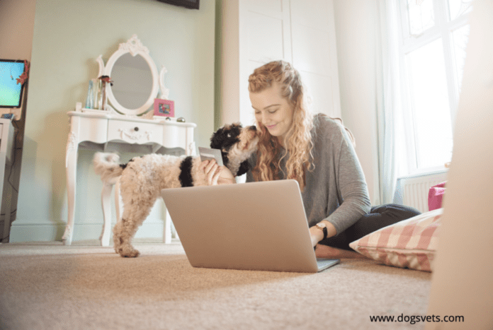 Criteria for evaluating the best cheap pet insurance company