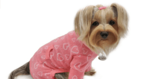 10 Benefits Of Dog Sleepwear For You and Your Pet 10 Benefits Of Dog Sleepwear For You and Your Pet