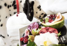 Top 11 Dog-Friendly Fruits That are Delicious for Your Pet! Top 11 Dog-Friendly Fruits That are Delicious for Your Pet!