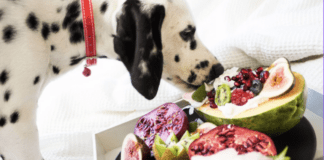 Top 11 Dog-Friendly Fruits That are Delicious for Your Pet! Top 11 Dog-Friendly Fruits That are Delicious for Your Pet!
