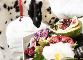 Top 11 Dog-Friendly Fruits That are Delicious for Your Pet!