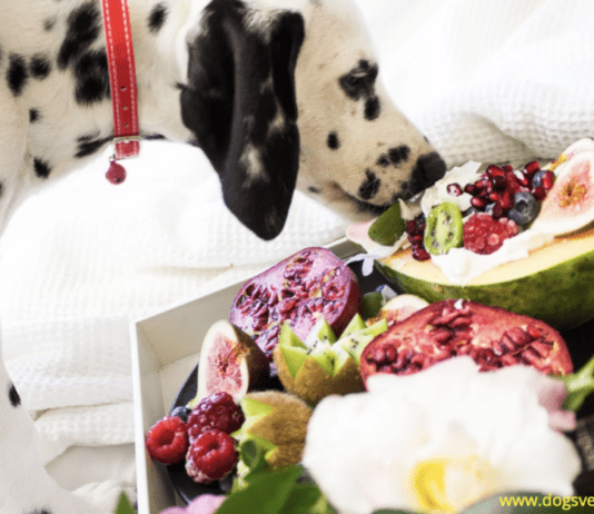 Top 11 Dog-Friendly Fruits That are Delicious for Your Pet! Top 11 Dog-Friendly Fruits That are Delicious for Your Pet!