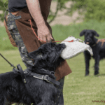 Got Bitten By a Dog? Don’t Ignore These 7 Important Steps Got Bitten By a Dog? Don’t Ignore These 7 Important Steps