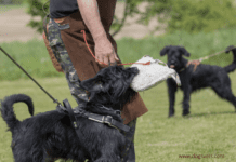 Got Bitten By a Dog? Don’t Ignore These 7 Important Steps Got Bitten By a Dog? Don’t Ignore These 7 Important Steps