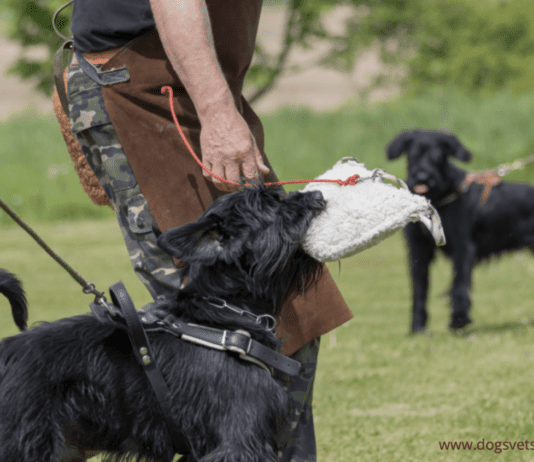 Got Bitten By a Dog? Don’t Ignore These 7 Important Steps Got Bitten By a Dog? Don’t Ignore These 7 Important Steps
