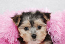Warum Sie sich einen flauschigen Morkie als Haustier zulegen sollten Warum Sie sich einen flauschigen Morkie als Haustier zulegen sollten