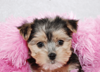 Warum Sie sich einen flauschigen Morkie als Haustier zulegen sollten Warum Sie sich einen flauschigen Morkie als Haustier zulegen sollten