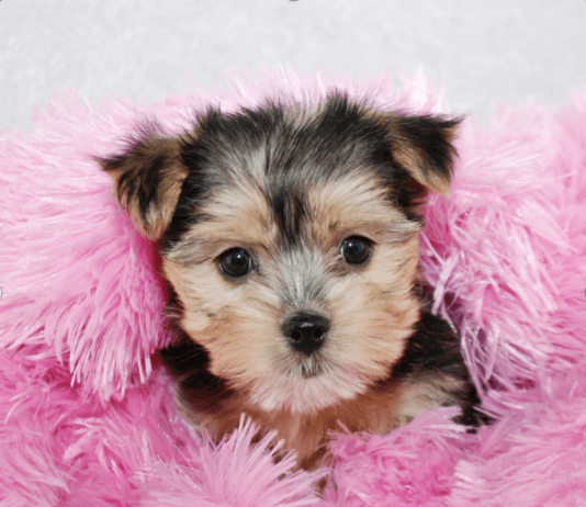 Warum Sie sich einen flauschigen Morkie als Haustier zulegen sollten Warum Sie sich einen flauschigen Morkie als Haustier zulegen sollten