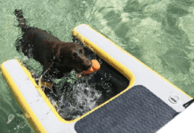 Why pup plank is so popular with pets? Why pup plank is so popular with pets?