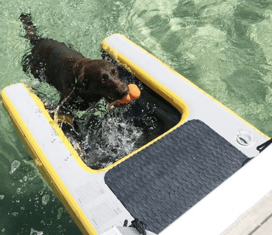 Why pup plank is so popular with pets? Why pup plank is so popular with pets?