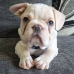 About French Bulldog