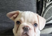 About French Bulldog – 5 Things to Know About French Bulldog