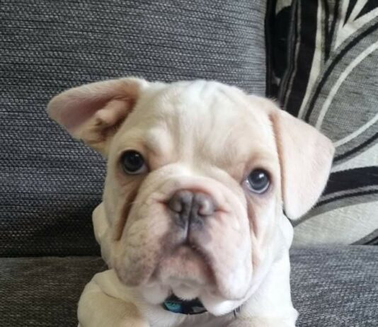 About French Bulldog – 5 Things to Know About French Bulldog