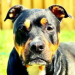 Wie es ist, einen Rottweiler- Pitbull- Mix zu besitzen