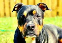 Wie es ist, einen Rottweiler- Pitbull- Mix zu besitzen Wie es ist, einen Rottweiler- Pitbull- Mix zu besitzen