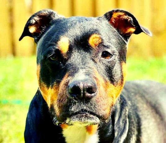 Wie es ist, einen Rottweiler- Pitbull- Mix zu besitzen Wie es ist, einen Rottweiler- Pitbull- Mix zu besitzen