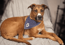 How Much Does a German Shepherd Mix With a Pitbull Cost? How Much Does a German Shepherd Mix With a Pitbull Cost?