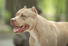 Give Your Pitbull a New Look With Cropped Ears Give Your Pitbull a New Look With Cropped Ears