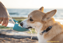 What Can Dogs Drink? – Is fruit juice safe for dogs or Coconut water? Can cat eat dog food - difference between dog food and cat food?
