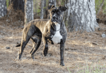 Adopting a Pitbull Mixed With Boxer – Everything You Need to Know Everything You Need to Know Before Adopting a Pitbull Mixed With Boxer
