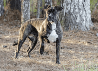 Everything You Need to Know Before Adopting a Pitbull Mixed With Boxer