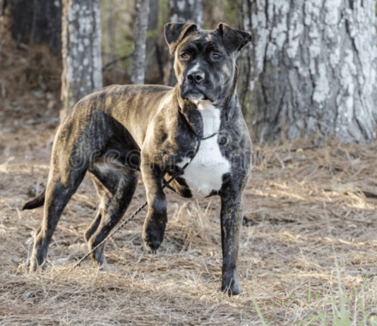 Adopting a Pitbull Mixed With Boxer – Everything You Need to Know Everything You Need to Know Before Adopting a Pitbull Mixed With Boxer
