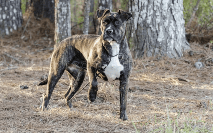 Everything You Need to Know Before Adopting a Pitbull Mixed With Boxer