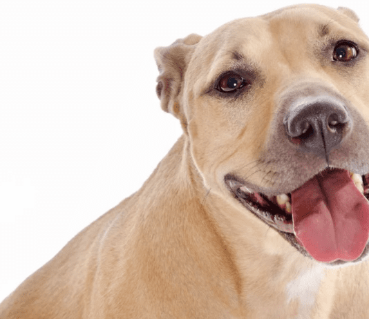 Labrador Mix With a Pitbull – Everything You Need to Know Everything You Need to Know About a Labrador Mix With a Pitbull